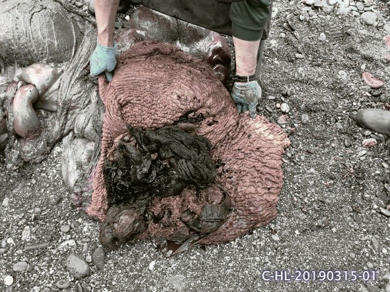 鯨豚胃中充滿塑膠垃圾，並在其體內發現胎兒。圖片來源：海洋保育署。