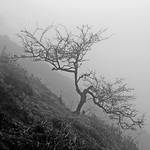 Hawthorne on a misty hillside by Bill Wastell