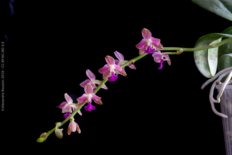 Phalaenopsis Nagasaki (japonica x marriottiana) 47061672402_8ac2c3dedb_c