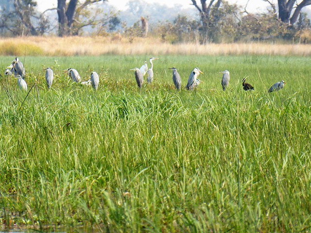POR ZIMBABWE Y BOTSWANA, DE NOVATOS EN EL AFRICA AUSTRAL - Blogs de Africa Sur - Traslado a Maun. Nos adentramos en el Delta del Okavango (20)