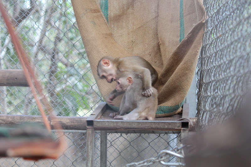 Tet (the smaller) and Lit (the bigger) in the enclosure