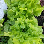 frilly lettuce