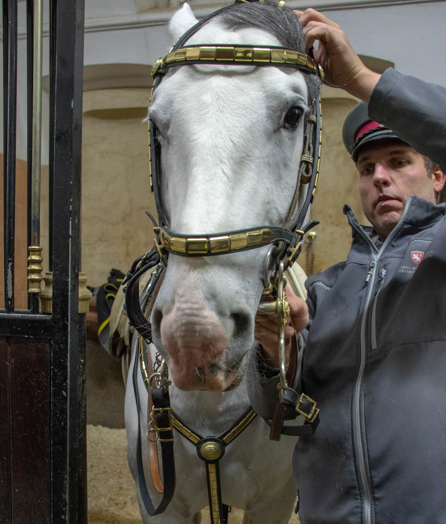 Lipizzaner stallions in Vienna