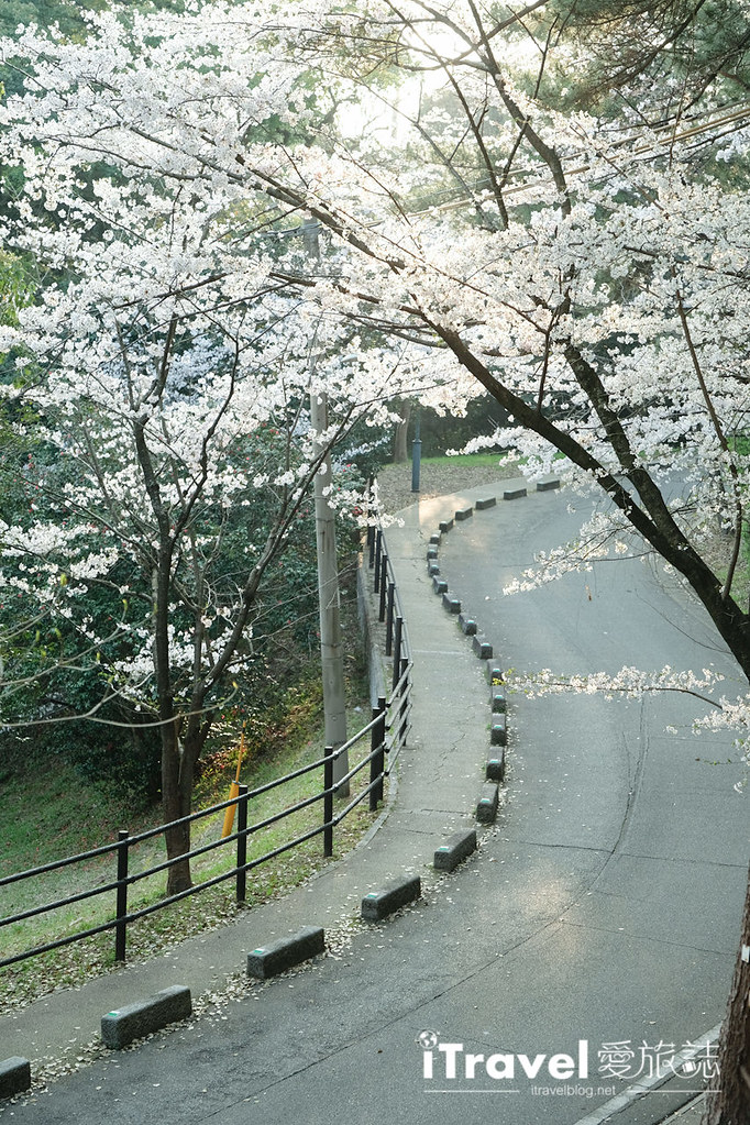 福冈赏樱景点 西公园Nishi Park (48)