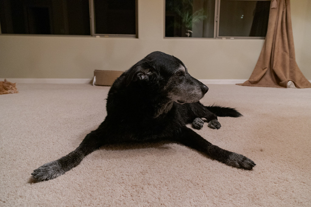 Our dog Ellie relaxes on the carpet in the main room of our new house on her first day in Scottsdale, Arizona