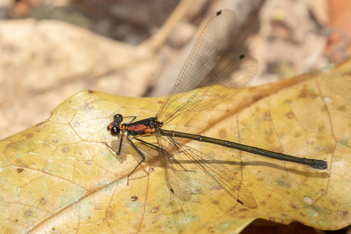 damselfly dragonfly flatwing tropical treehole