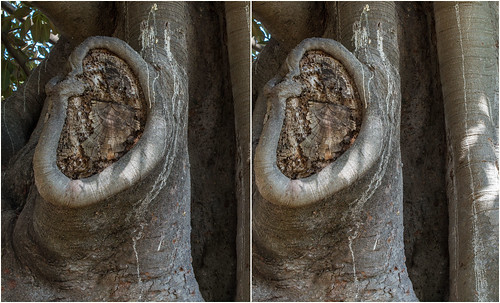 pentax k50 smcpentaxdal1855mmf3556 stereo 3d crossviewstereo tree trunk fig hamilton newcastle nsw