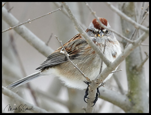 americantreesparrow sparrow clarencecannonnationalwildliferefuge pikecounty annada missouri nikon d850 600mmnikkor