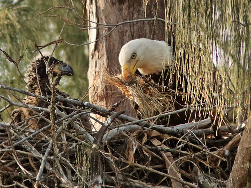 Bald Eagle 0849AM 20190216 9753