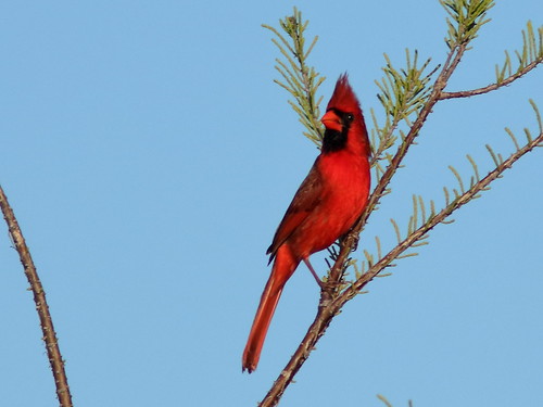 Northern Cardinal male 03-20190326