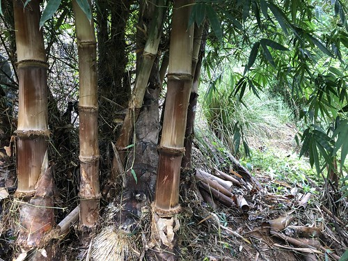 bamboo permatree landscape