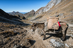 Loaded mule at Tempe La pass La - Wangdue Phodrang district - Snowman Trek - Bhutan