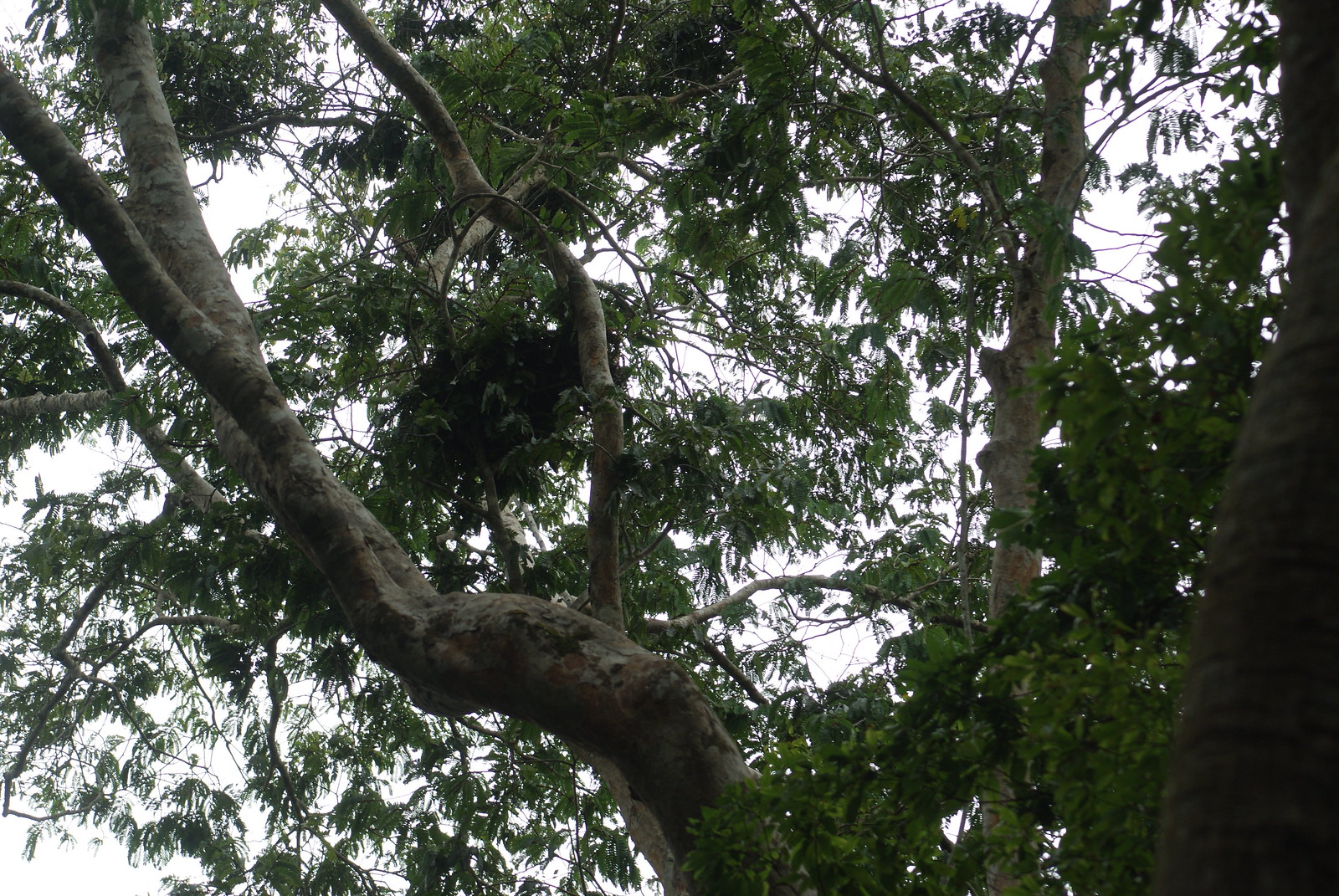 photo of chimpanzee nest in mango tree