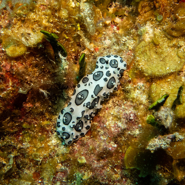 Black spotted nudibranch