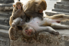 Rhesus Macaques, several gangs of which live in and around Swayambhunath