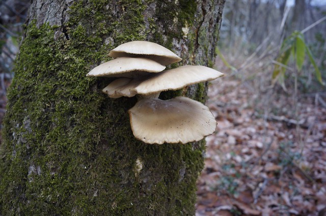 The last mushroom hunt this year