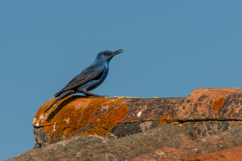 Male Blue Rock Thrush - Melro-azul - Monticola solitarius