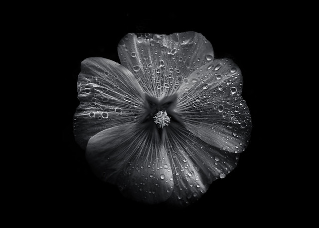 Backyard Flowers In Black And White 62 by The Learning Curve Photography on Flickr