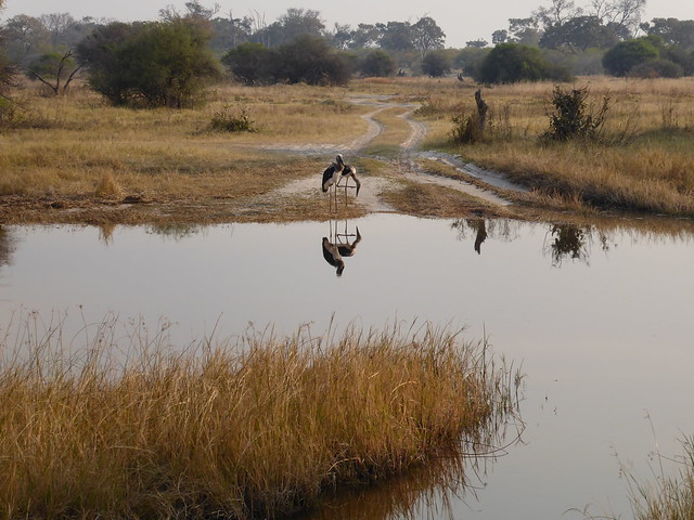 Vuelo sobre el Delta del Okavango. Llegamos a Moremi. - POR ZIMBABWE Y BOTSWANA, DE NOVATOS EN EL AFRICA AUSTRAL (46)