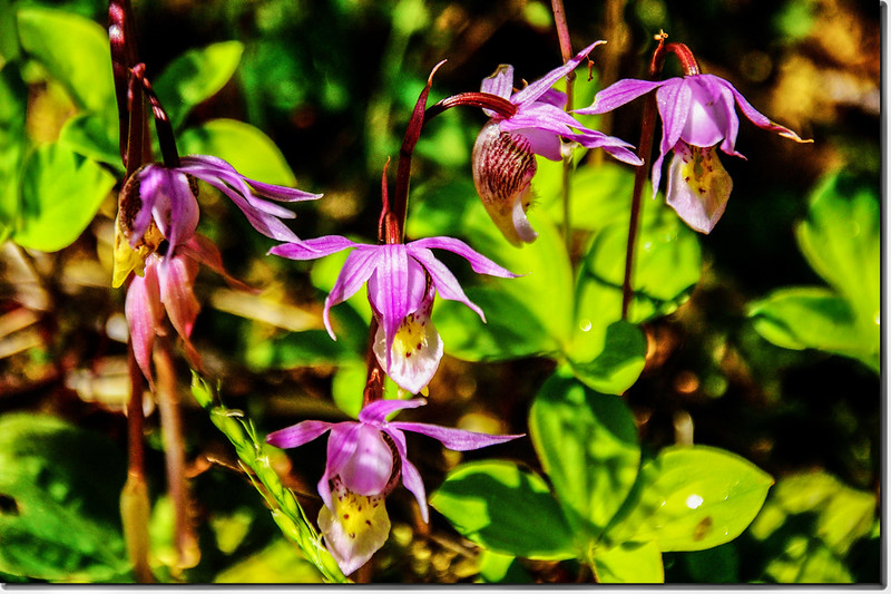 Fairy Slipper orchid (1)