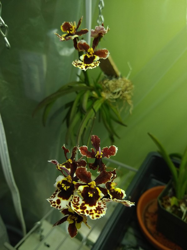 Les orchidées chez Sougriwa - Page 11 47212821681_92275a90fd_c
