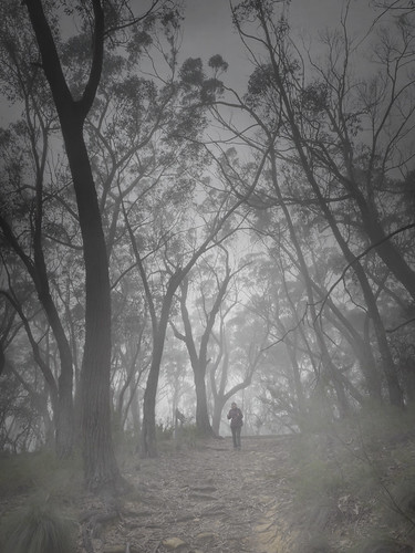 bluemountains bluemountainsnationalpark bushwalk sydney australia fog foggy gumtree trees australiannative track