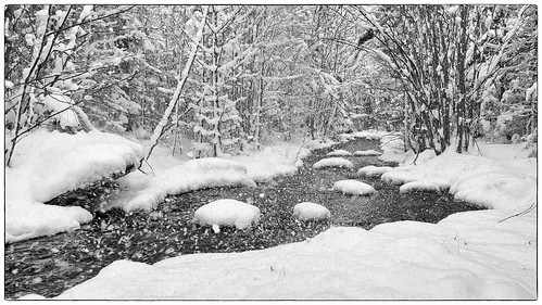 snow trees brook quiet peaceful winter