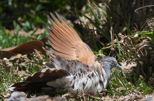 geopelia humeralisbarshouldered dove bird julatten queensland australia
