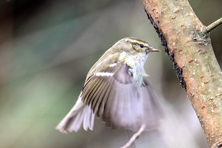 Yellow browed warbler