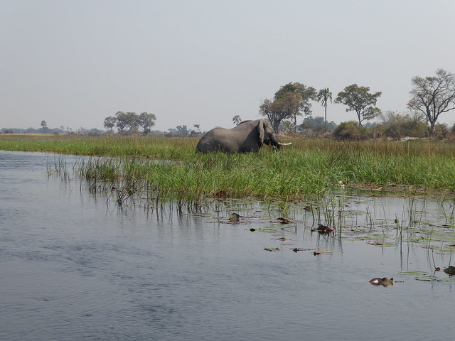 POR ZIMBABWE Y BOTSWANA, DE NOVATOS EN EL AFRICA AUSTRAL - Blogs de Africa Sur - Traslado a Maun. Nos adentramos en el Delta del Okavango (22)