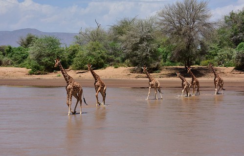 kenya reticulatedgiraffe wild samburuterritories samburureserve landscape river mammals