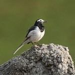 White-wagtail-alboides