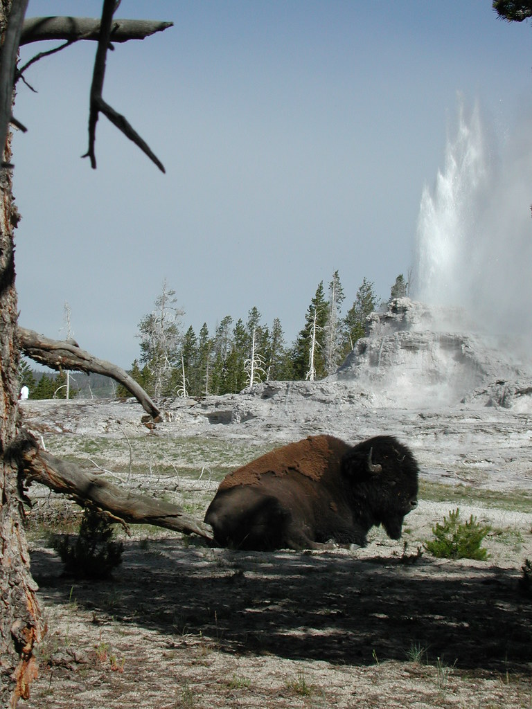 Что и как смотреть в Yellowstone