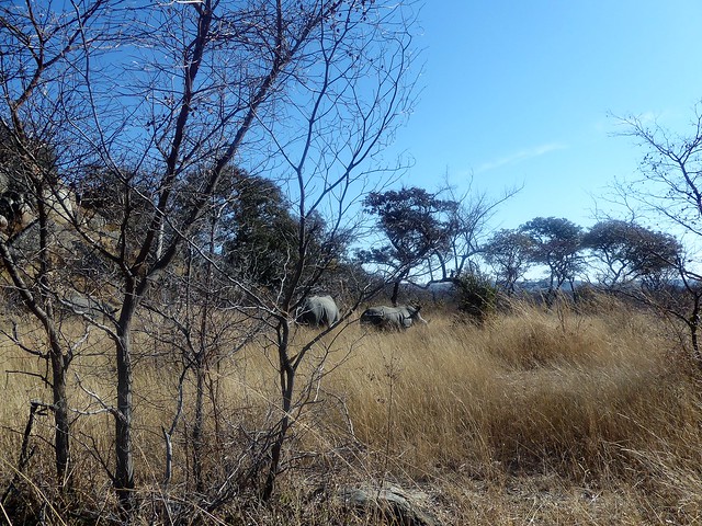 POR ZIMBABWE Y BOTSWANA, DE NOVATOS EN EL AFRICA AUSTRAL - Blogs de Africa Sur - Explorando el Parque Nacional de Matobo (12)