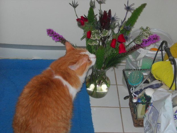 Flowers for me with Hodge