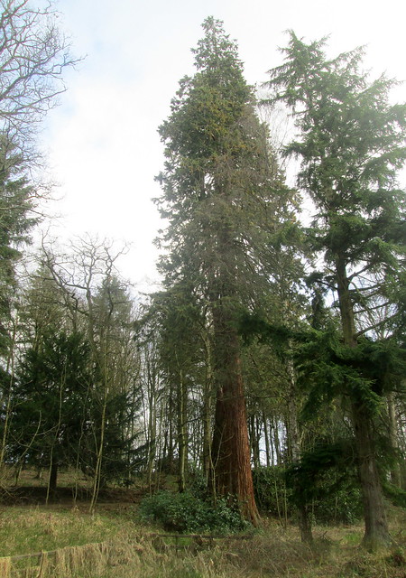 giant redwood tree