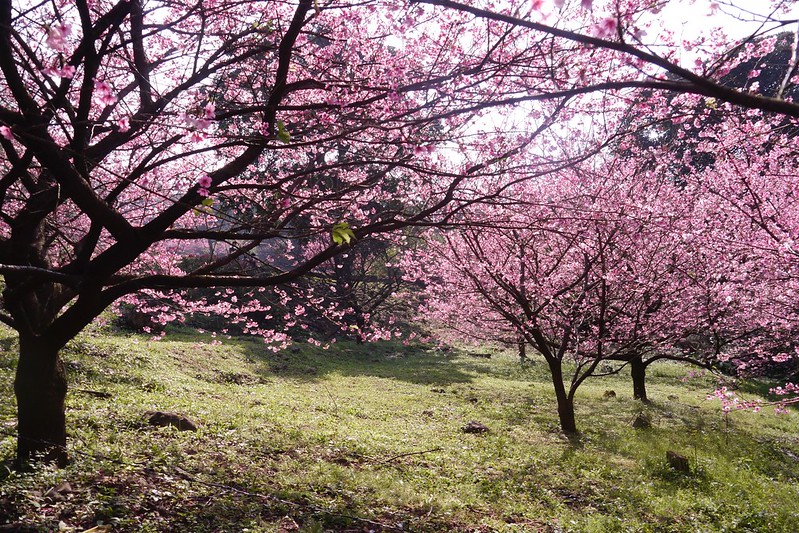 三色櫻花盛開 天元宮