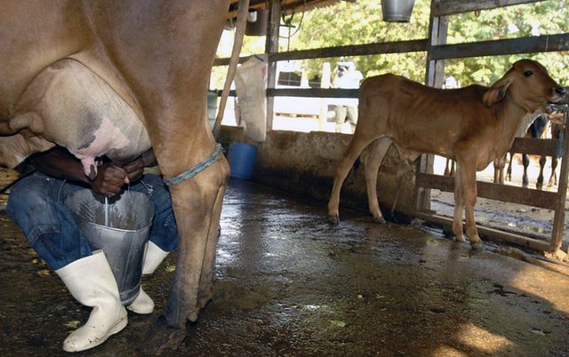 ProduÃ§Ã£o de leite no paÃ­s era protegida por medidas antidumping, garantindo a autossuficiÃªncia do setor - CrÃ©ditos: Marcello Casal Jr / AgÃªncia Brasil