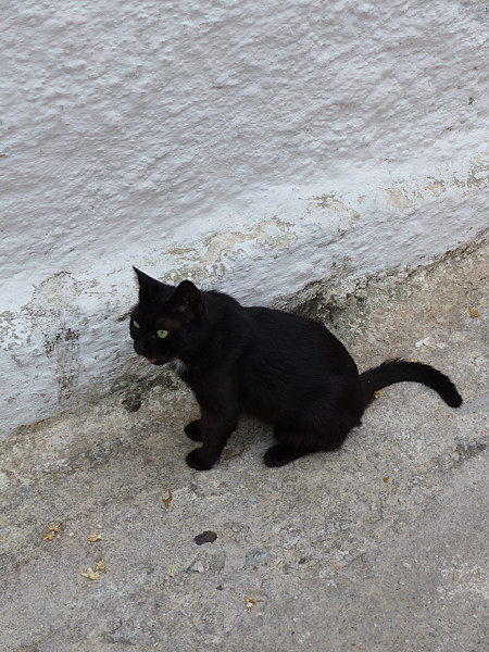 et chat noir