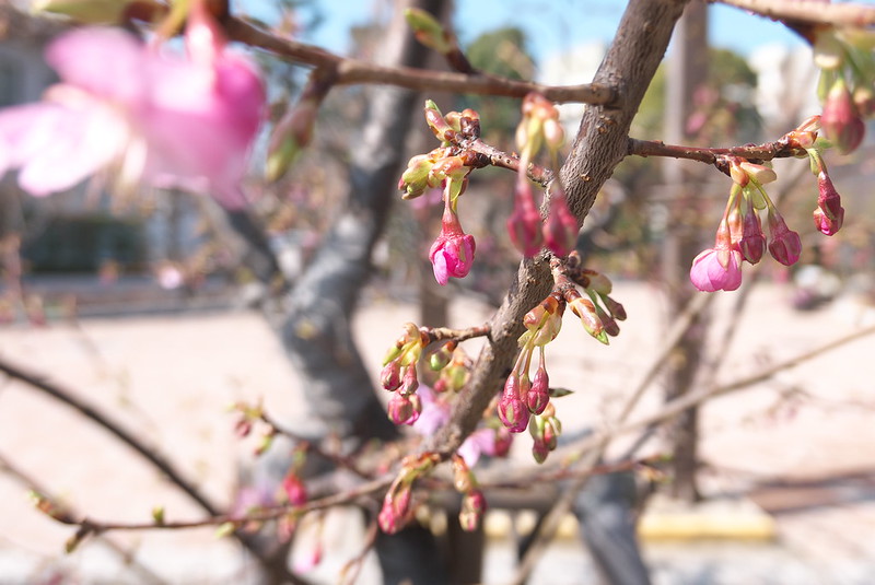 荒川区役所の桜