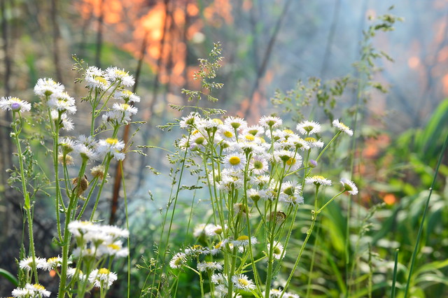 Fire contributes to new growth and unique animal habitats