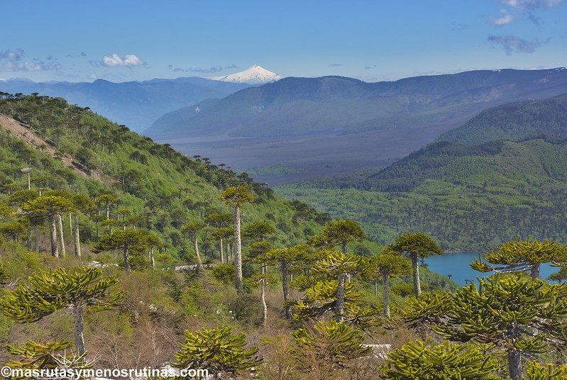 Araucanía I: Por los volcanes, lagos y araucarias de Malalcahuello, Conguillío y - Por el sur del mundo. CHILE (11)
