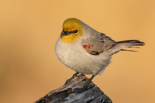 verdin flickrexplore landscape sigma canon ngc tucson 5dmarkiv feather 150x600 wildlife animal flickr bird naturetop bokeh arizona eos yellow macro detail