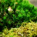 Life in miniature; beneath the firs