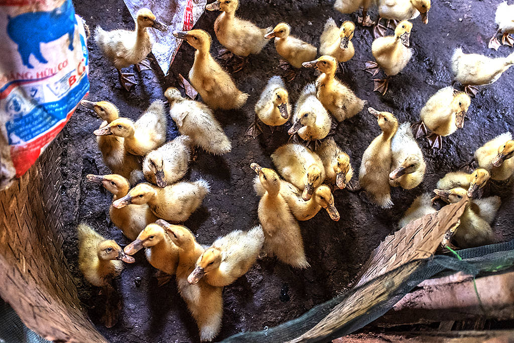 Ducklings inside shack--Krong Buk