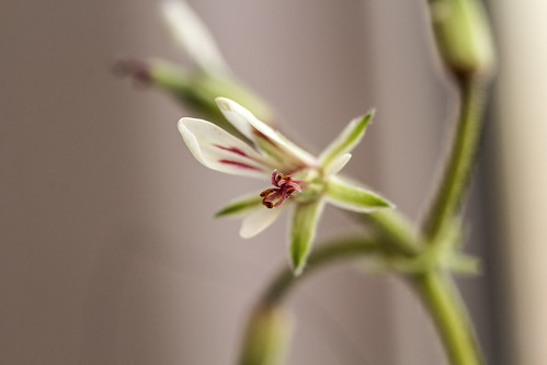 Pelargonium mollicomum