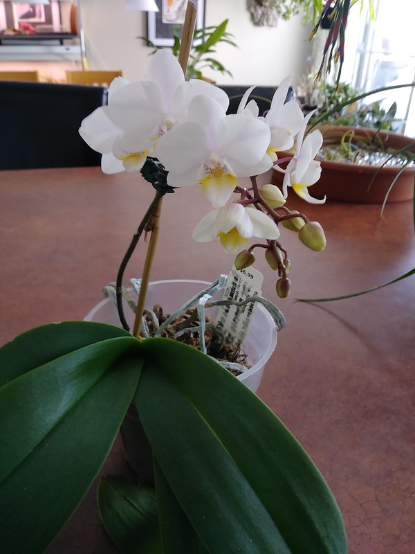 Orchidées chez lavandula - Page 19 46545784204_8c60b4ae9f_c