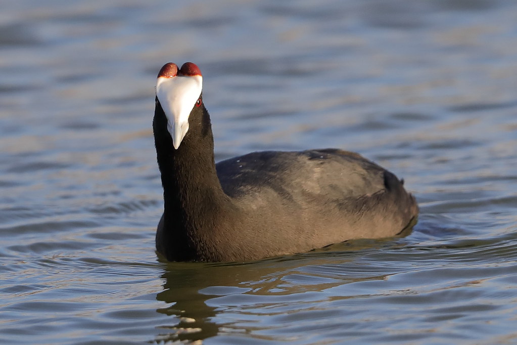Red-knobbed Coot   Fulica cristata