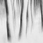 Winter Woodland by Martin Parratt
