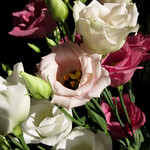 Lisianthus Bunches